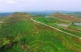 标题：岳池万亩藤椒产业基地
浏览次数：1352
发表时间：2018-01-29